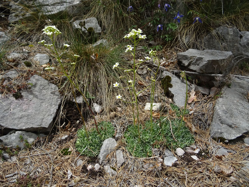 cfr. Saxifraga paniculata